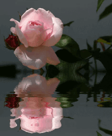 rose pink rose reflection