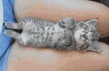 Cats Sleep GIF - Cats Sleep GIFs