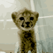 Cheetah Cub Baby Cheetah GIF - Cheetah Cub Baby Cheetah Cute GIFs