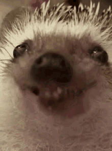 Nyam Nyam Hedgehog GIF - Nyam Nyam Hedgehog GIFs