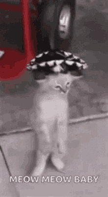 meow baby cute cat dancing