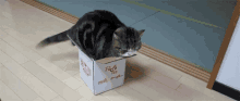 Cats Chinese Takeout Box GIF - Cats Cat Chinese Takeout Box GIFs
