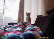 attack kitten