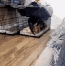 Dog Dogs GIF - Dog Dogs Cage GIFs