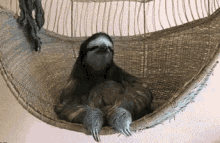 Chillin GIF - Chillin Lazt Sloth GIFs