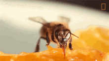 Honey National Honey Bee Day GIF - Honey National Honey Bee Day Did You Know Humans Have Relied On Bees For9000years GIFs