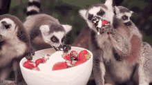 Berry Happy Lemurs GIF - Lemurs Dessert Hungry GIFs