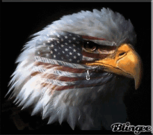 Eagle Crying GIF - Eagle Crying GIFs