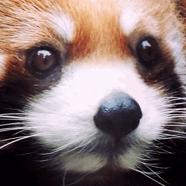 Red Panda Roter Panda Gif Red Panda Roter Panda Ptsd Discover Share Gifs