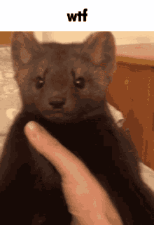 Cute Sable Rampart Gif GIF - Cute Sable Rampart Gif Sable Wtf GIFs