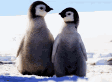 together animal