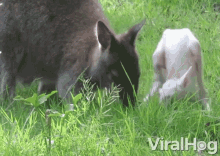 nuzzle baby albino joey kangaroo