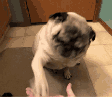 Pug Shake GIF - Pug Shake Paw GIFs