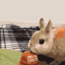 Rabbit Carrot Bunny Bell GIF - Rabbit Carrot Bunny Bell GIFs