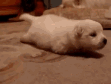 Puppy'S First Steps...Almost GIF - Puppy Walk Steps GIFs