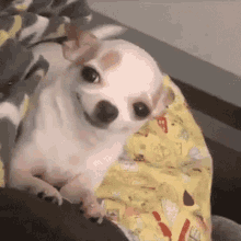 Lost Confused GIF - Lost Confused Dog Smiling GIFs