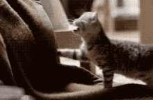 Cats Coming For You! GIF - Cat Kitty Cute GIFs