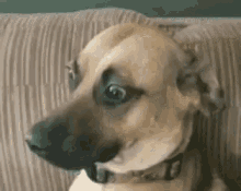 awkward stare dog stare dog brows funny