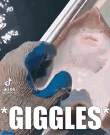 Fishtickle Giggle GIF - Fishtickle Giggle Funnyfish GIFs