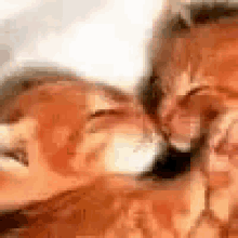 Kitten Kiss GIF - Kitten Kiss GIFs
