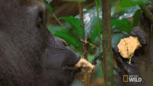 Eating Fruit Behold The King Of The Jungle GIF - Eating Fruit Behold The King Of The Jungle Enjoy Food GIFs