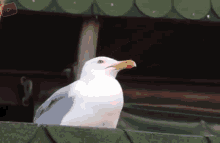 Seagull Meme Gaivota GIF - Seagull Meme Seagull Gaivota GIFs
