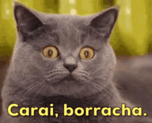 Carai Borracha / Memes Brasileiros / Surpresa / Gatos GIF - Cats Carai Borracha Brazilian Memes GIFs