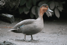 Duck Quack GIF - Duck Quack Bird GIFs