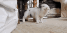 dance pig cute moves