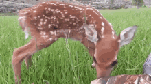 Intrigued GIF - Deer GIFs