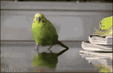 Parrot Run GIF - Parrot Run Explode GIFs