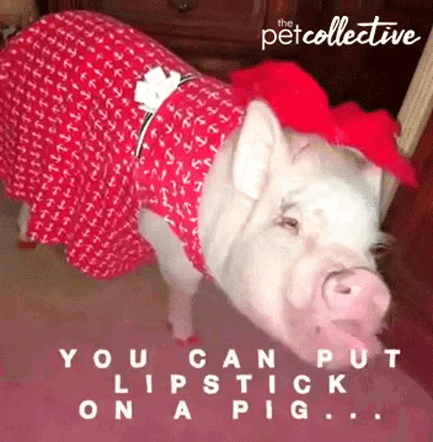You Can Put Lipstick On A Pig Pout GIF - You Can Put Lipstick On A Pig Pout  Dress Up - Discover &amp; Share GIFs