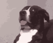 What Dog GIF - What Dog Areyouserious GIFs