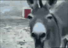 Donkey Laugh GIF - Donkey Laugh GIFs