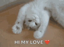 Kitty Kitten GIF - Kitty Kitten Lazy GIFs