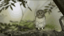 cute owl