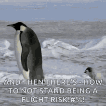 penguin oops slippery ice fall down