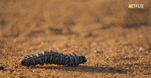 Caterpillar Insect GIF - Caterpillar Insect Caterpillar Moving GIFs