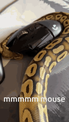 snake royal