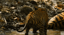 tiger tiger