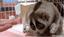 Coo Funny Animals GIF - Coo Funny Animals Pets GIFs