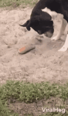 Dog Viralhog GIF - Dog Viralhog Boxer Uses Face To Bury Hot Dog Bun GIFs