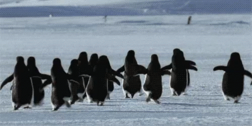 penguin-run.gif