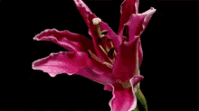 Lily Blossoming Lily GIF - Lily Blossoming Lily Pink Lily GIFs