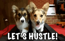 Lets Hustle GIF - Corgi Lets Hustle Dogs GIFs