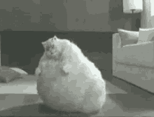 Cat Fat GIF - Cat Fat Bounce GIFs