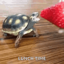 Turtle Turtle Day GIF - Turtle Turtle Day Strawberry GIFs