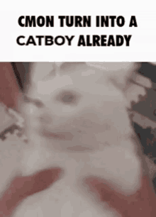 Catboy GIF - Catboy GIFs