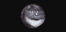 Cat Cat Globe GIF - Cat Cat Globe Sushi Orb GIFs