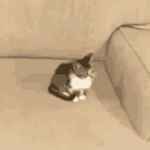 Cat Kit GIF - Cat Kit Koshka GIFs
